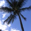 palma s mamininou oblbenou rostlinkou